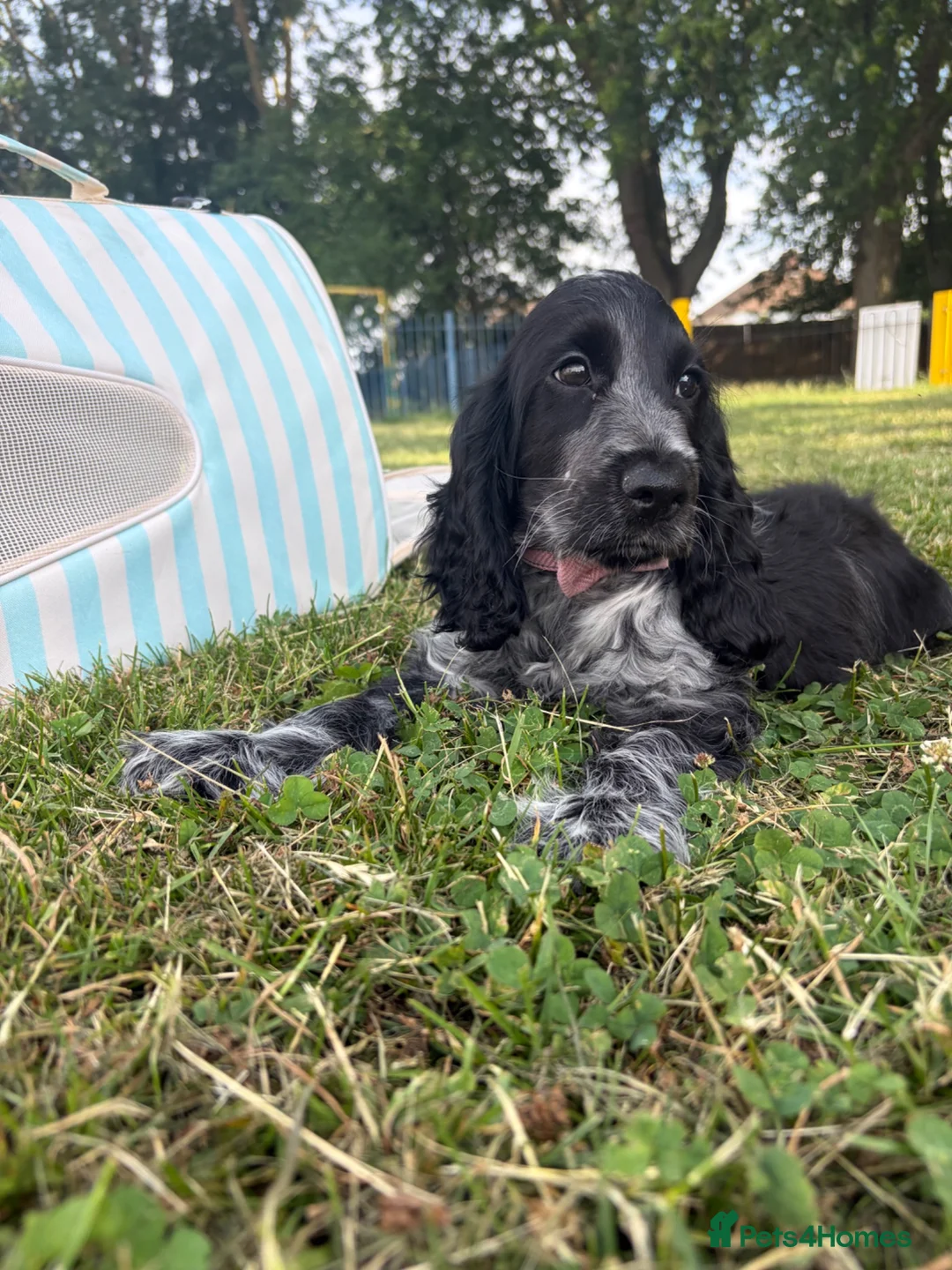 Cocker Spaniel dogs for sale: Show blue Rome cocker  - Advert 2