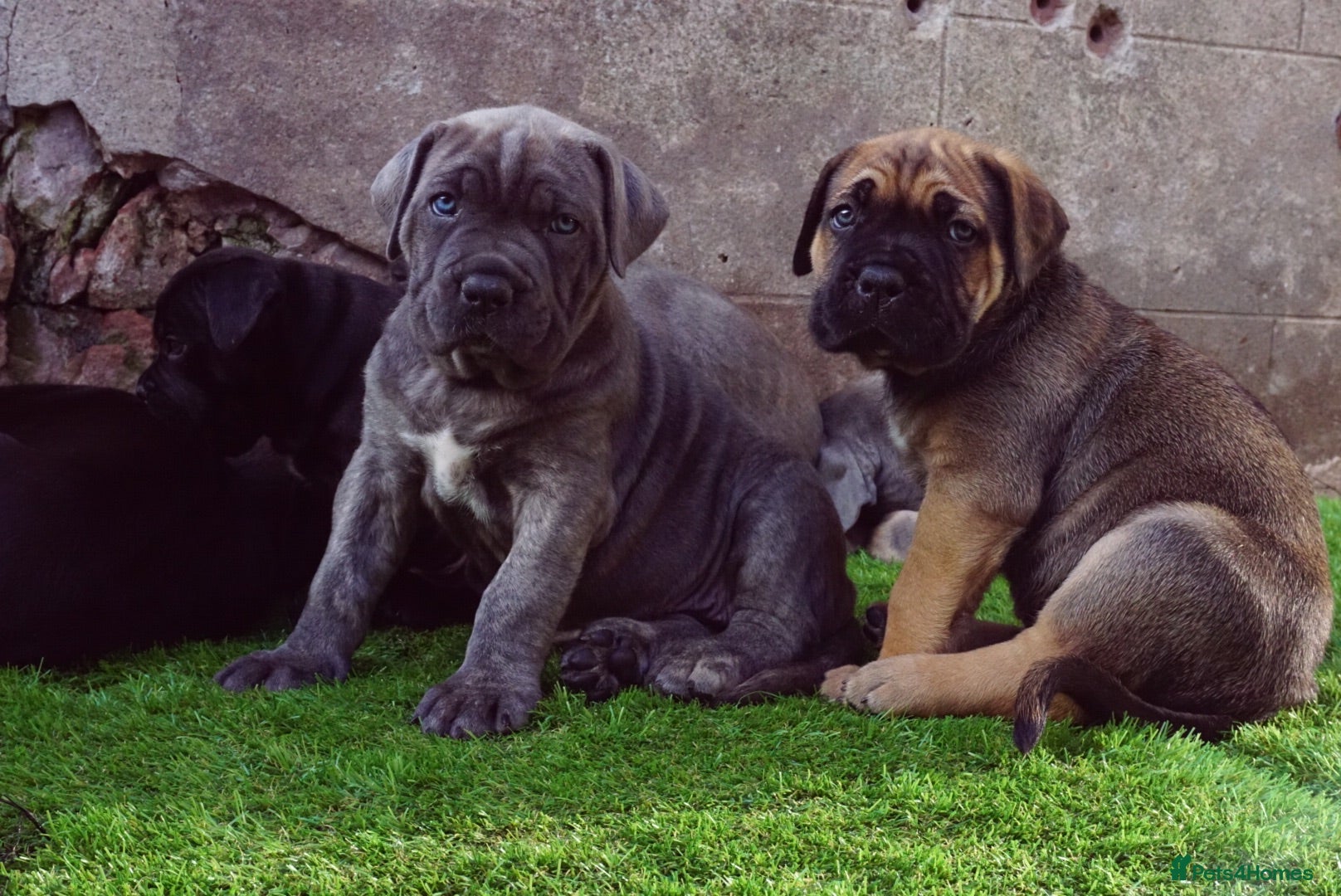 Cane Corso dogs Quality cane corso puppies - limited available  - Advert 1