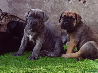 Cane Corso dogs Quality cane corso puppies - limited available - Advert 1