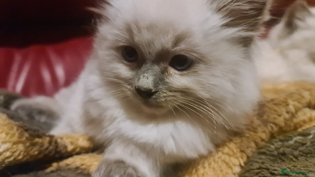 Ragdoll cats for sale: GCCF registered ragdoll kittens - Advert 12