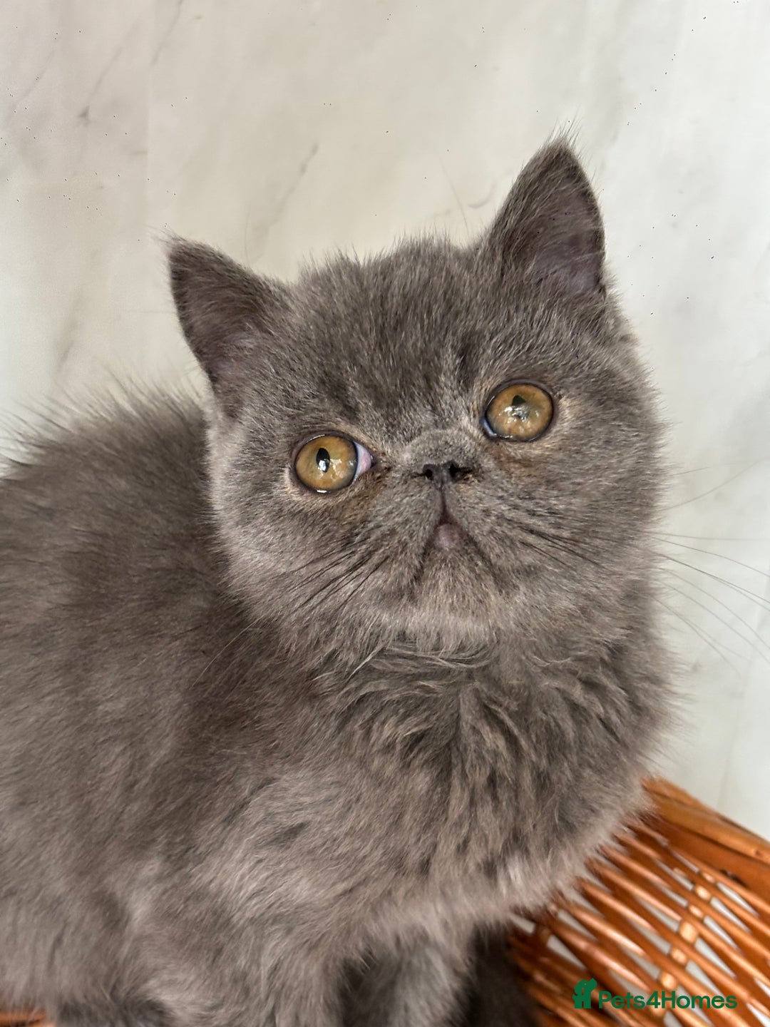 Exotic cats for sale: Male exotic kitten 14weeks - Image 3