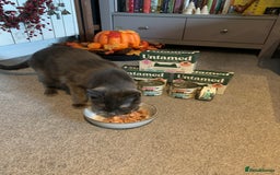 Mixed Breed cats for sale: Black Mixed Breed Kittens - Image 9