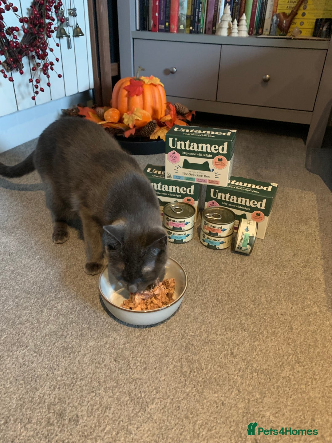 Mixed Breed cats for sale: Black Mixed Breed Kittens - Image 9