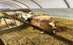 Sheep livestock for sale: Pongo & Pingu Dutch spotted wether lambs  - Image 2