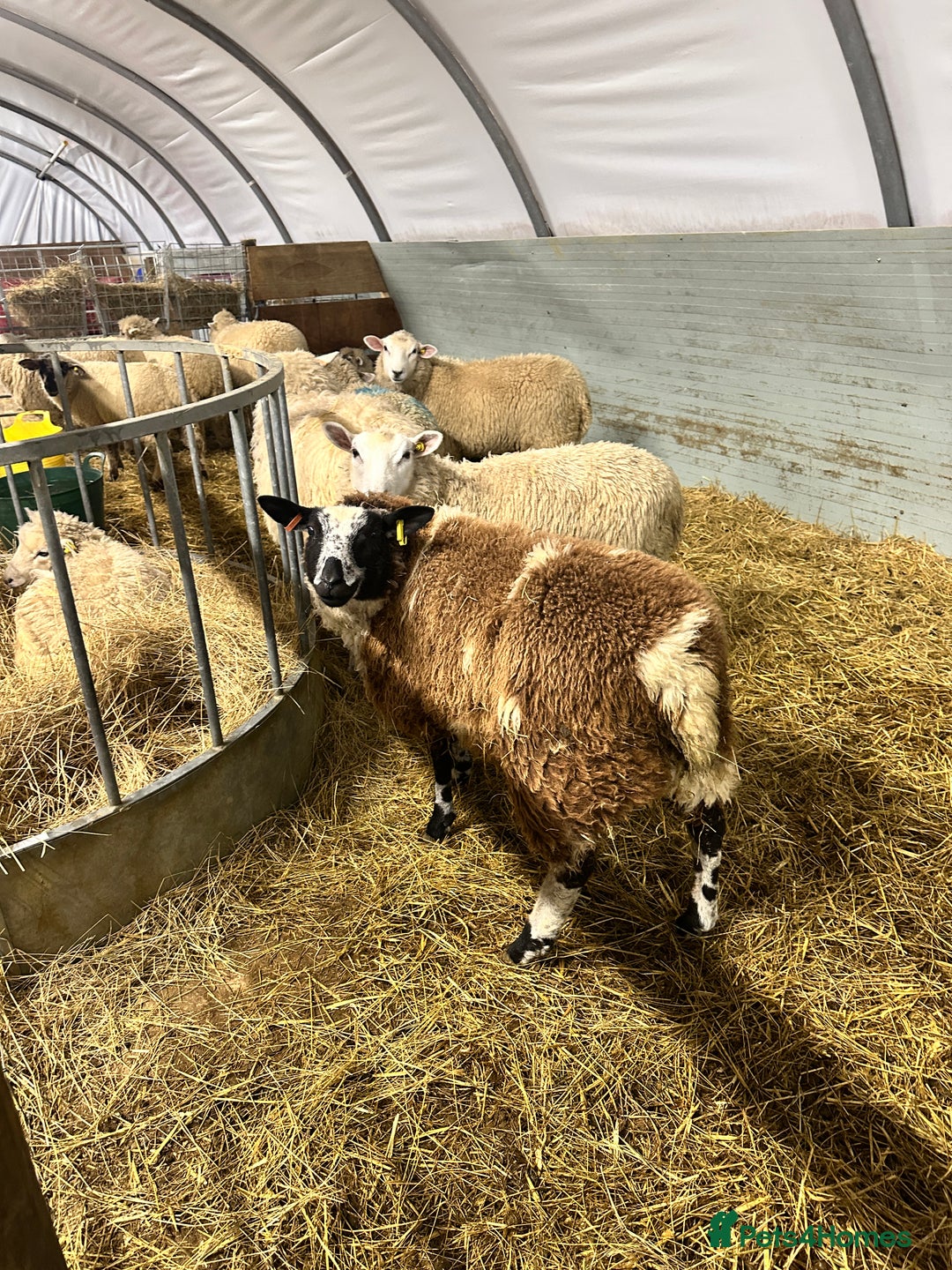 Sheep livestock for sale: Pongo & Pingu Dutch spotted wether lambs  - Image 2