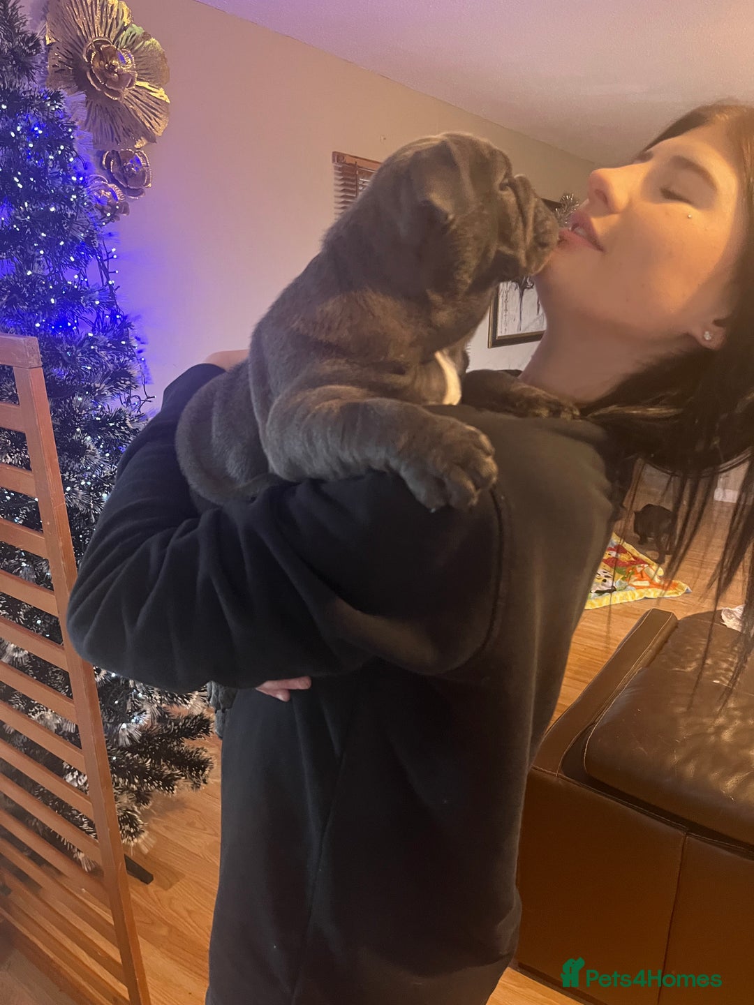 English Bulldog dogs for sale: Gorgeous English bulldog puppies  - Advert 6