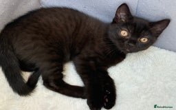 British Shorthair cats for sale: Full BSH kittens ready to leave now, 14 weeks old - Image 5