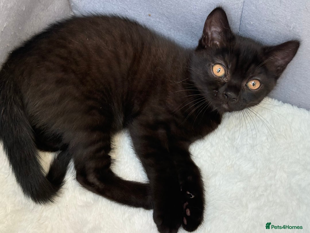 British Shorthair cats for sale: Full BSH kittens ready to leave now, 14 weeks old - Image 5
