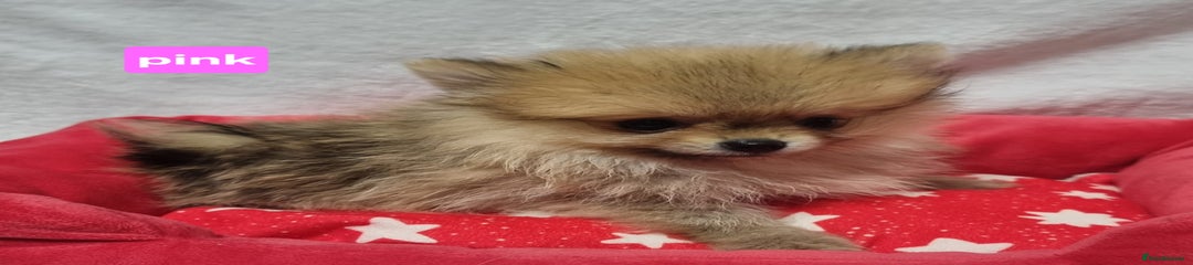 Pomeranian Puppy 1  (PINK) 