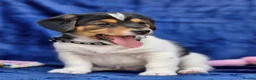 Jack Russell dogs for sale: Beautiful Litter of Jack Russell Puppies  - Advert 4