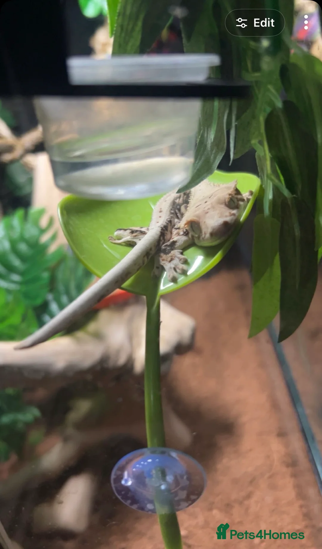 Gecko reptiles for sale: Crested gecko with tank and accessories  in Manchester - Advert 2