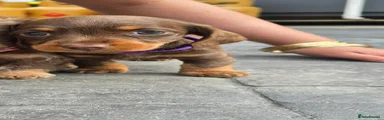 Miniature Dachshund 3