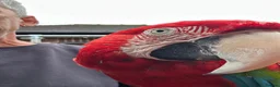 Macaws birds for sale: Green wing macaw  - Advert 2