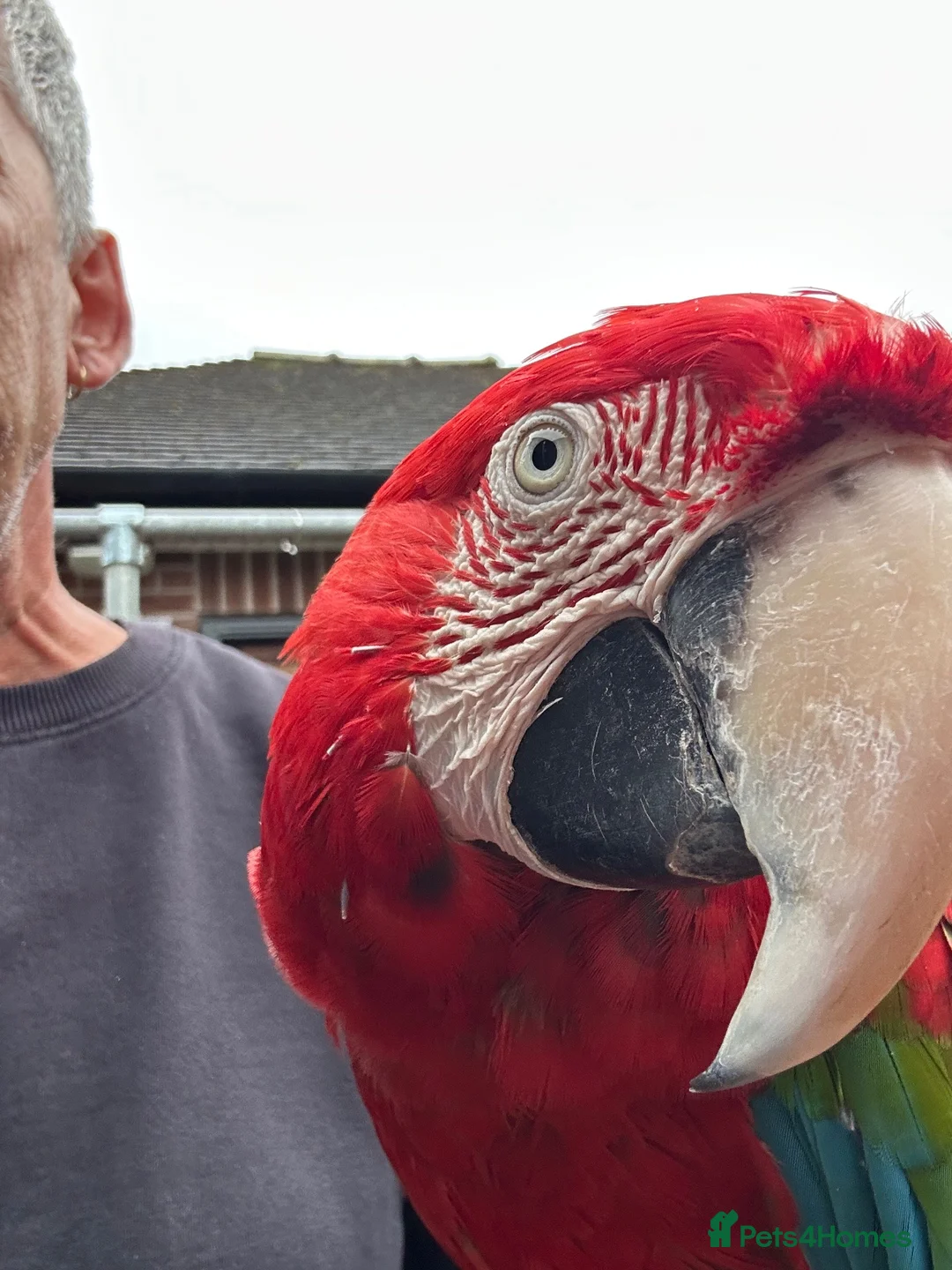 Macaws birds for sale: Green wing macaw  - Advert 2