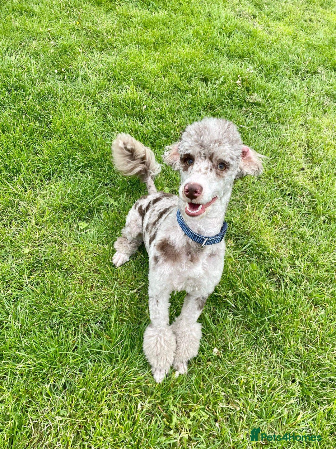 Cockapoo dogs for sale: Stunning f1 show cockapoos  - Image 11