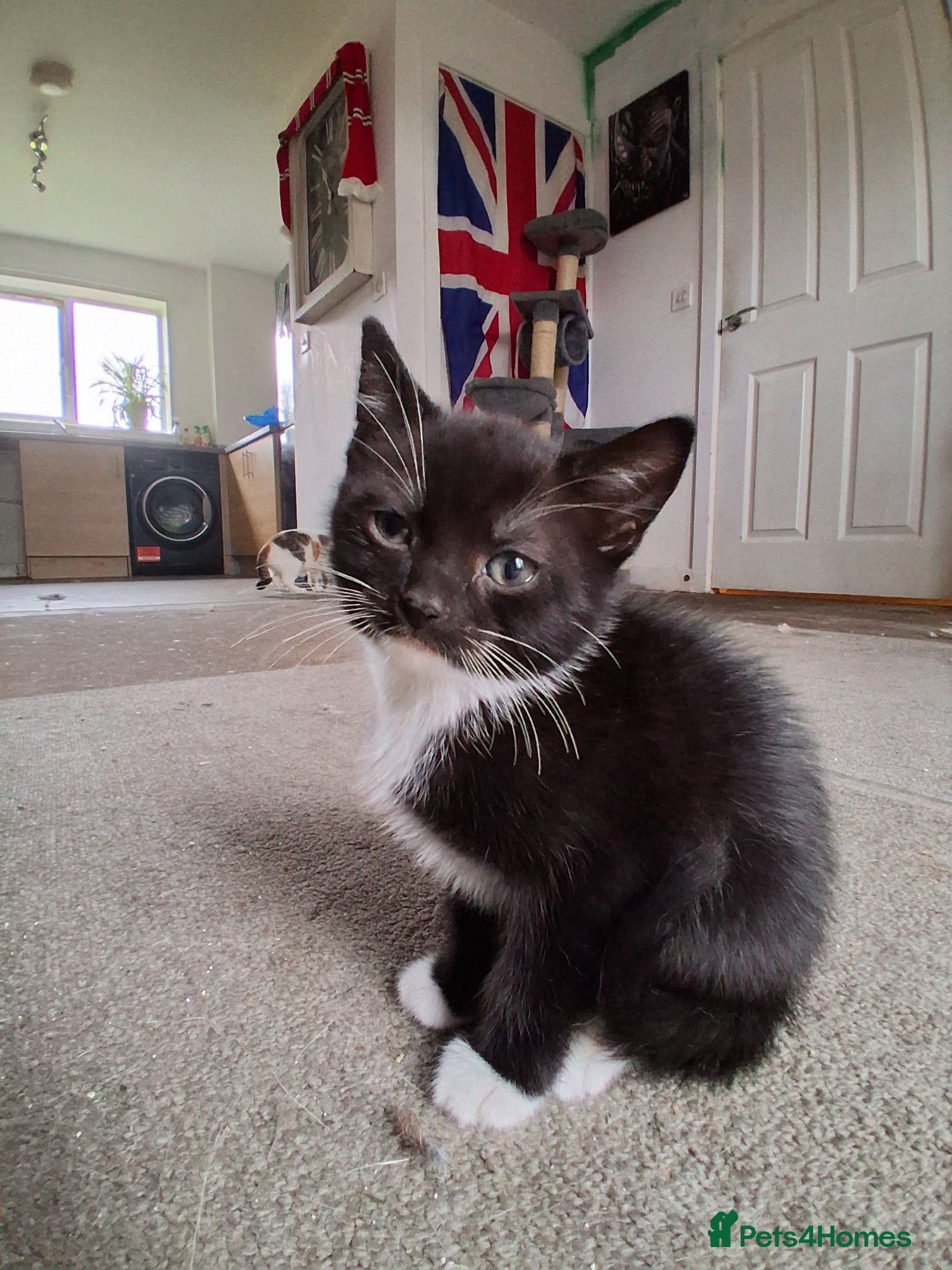 Domestic Shorthair cats ONLY 1 LEFT! TUXEDO KITTEN - Advert 2