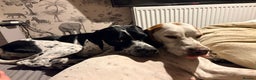 Pointer dogs for sale: Puppies due 20/12 - Advert 1