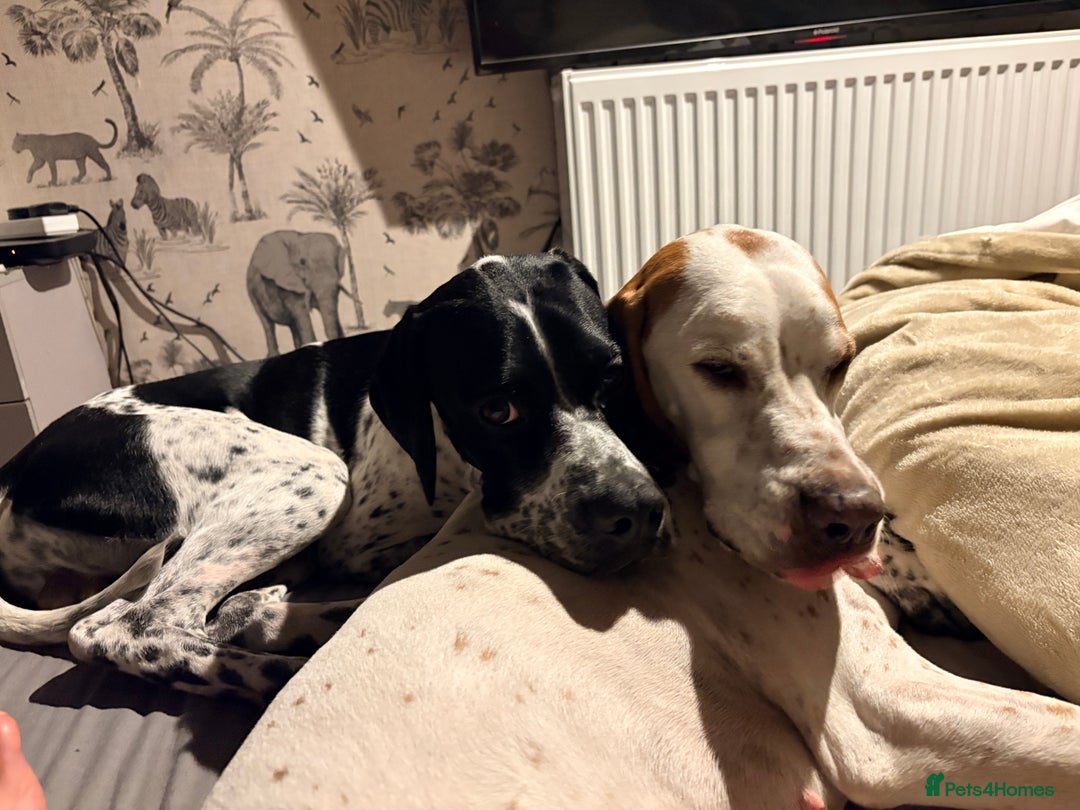 Pointer dogs for sale: Puppies due 20/12 - Advert 4