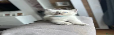 Ragdoll 1