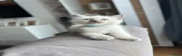 Ragdoll cats for sale: 😽 4 Beautiful Ragdoll Kittens 😽 - Advert 14