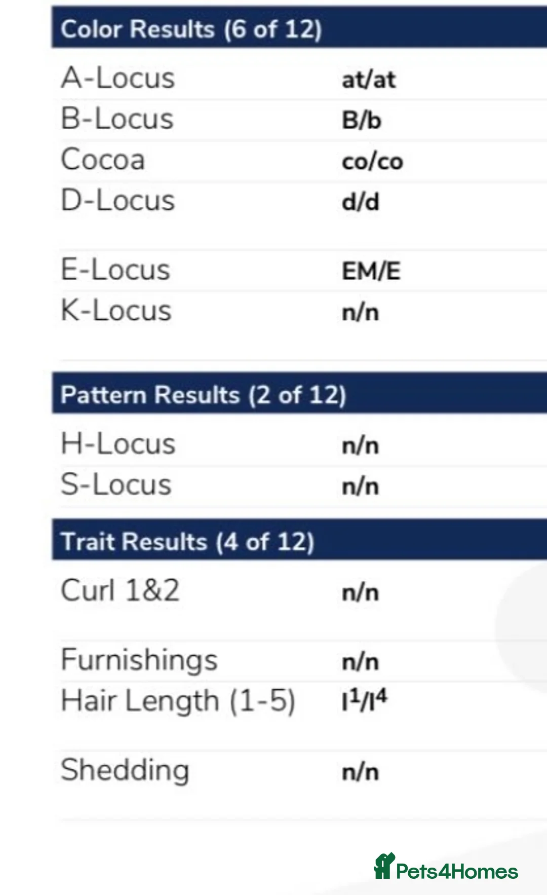 French Bulldog dogs for stud: Lilac & Cherry tan Fluffy in Manchester - Advert 10