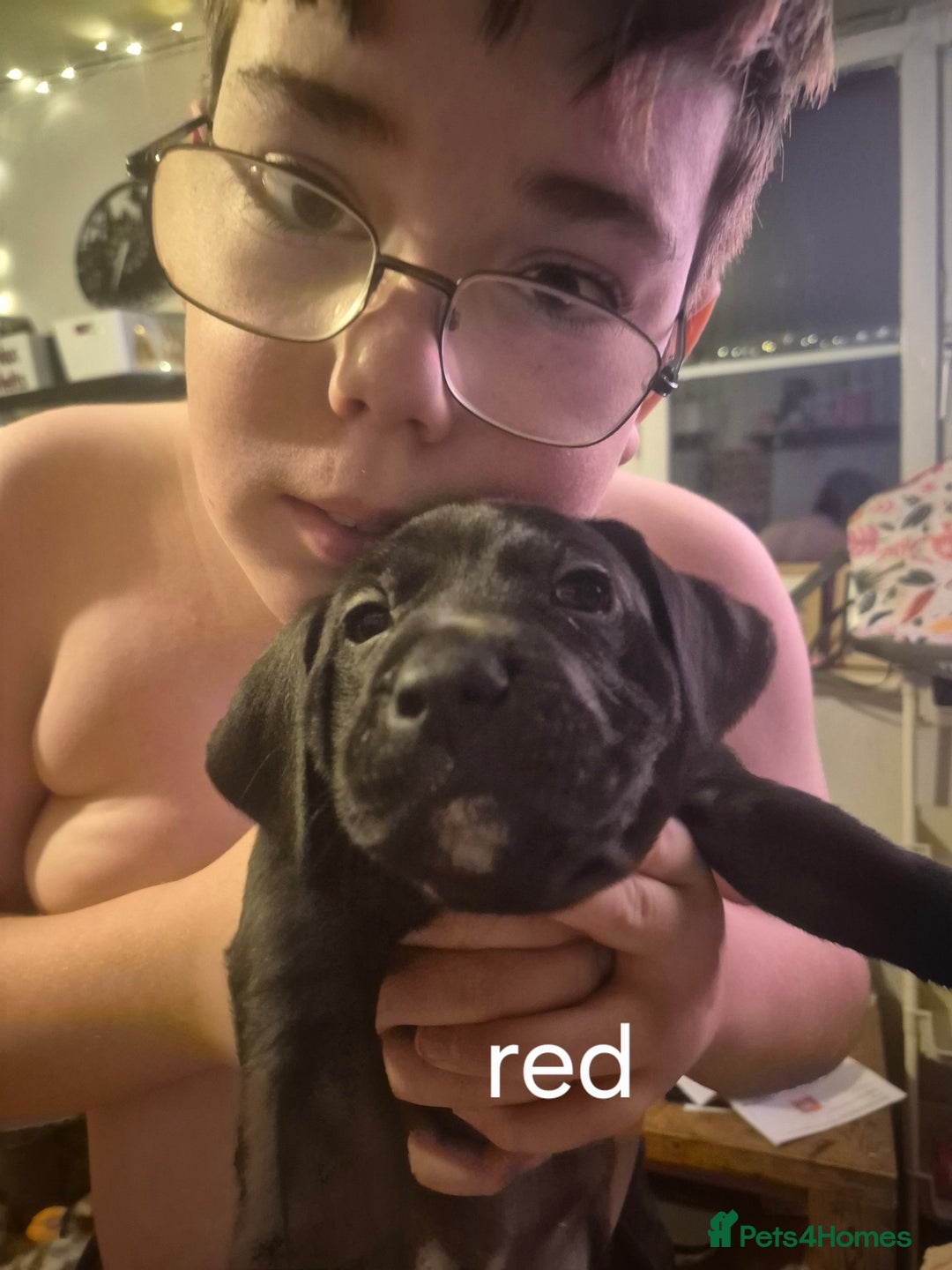 Mixed Breed dogs for sale: Staffy/border Collie/weimaraner mixed puppies - Advert 2