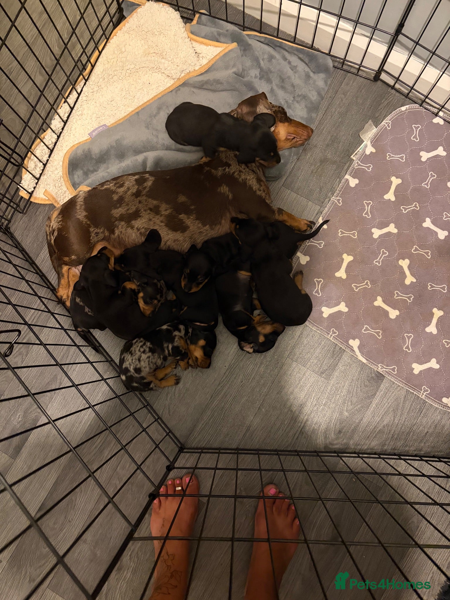 Miniature Dachshund dogs Kc miniature dachshund  - Advert 1