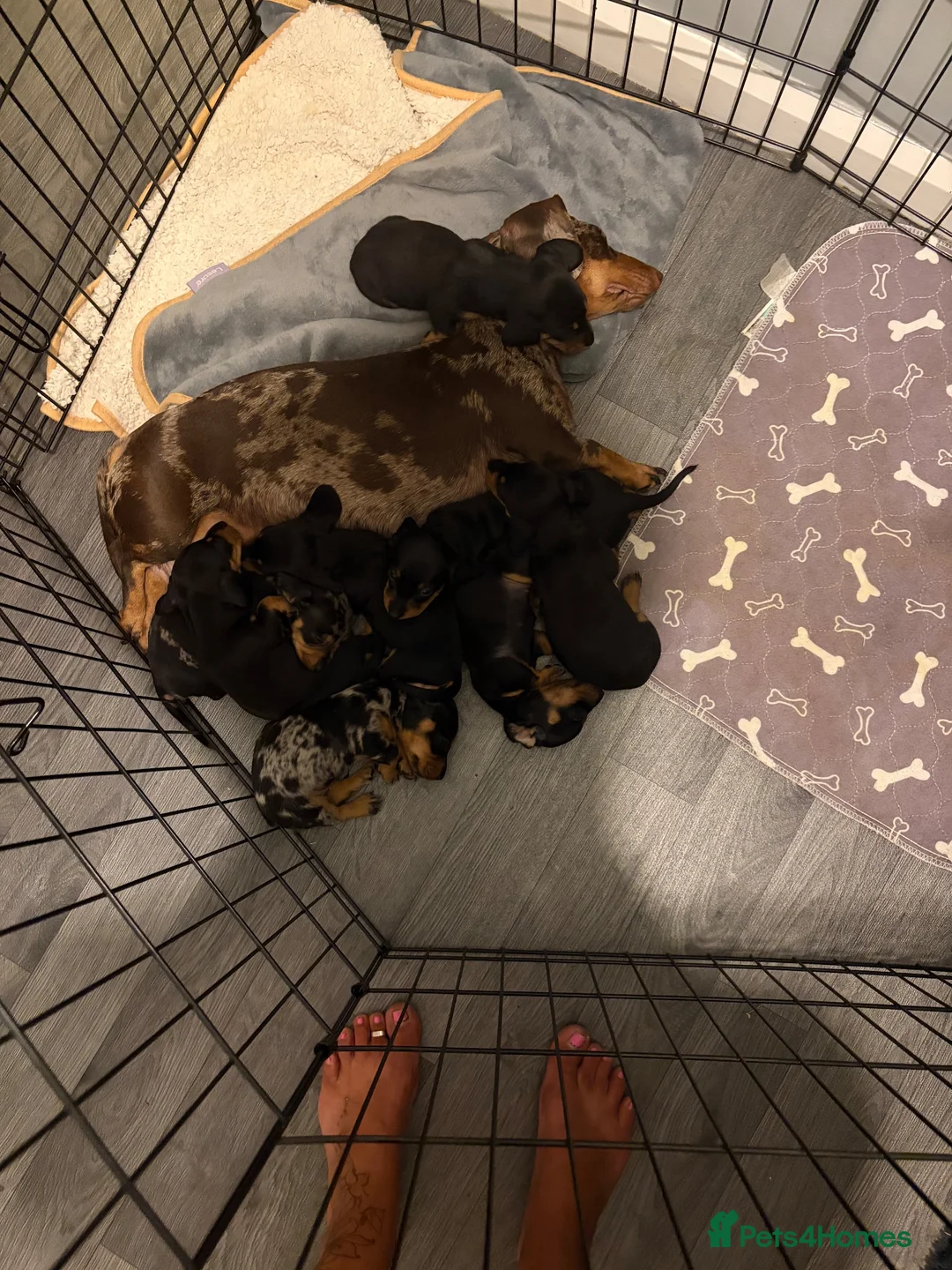 Miniature Dachshund dogs for sale: Kc miniature dachshund  - Advert 1