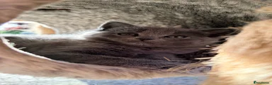 Scottish Fold 4
