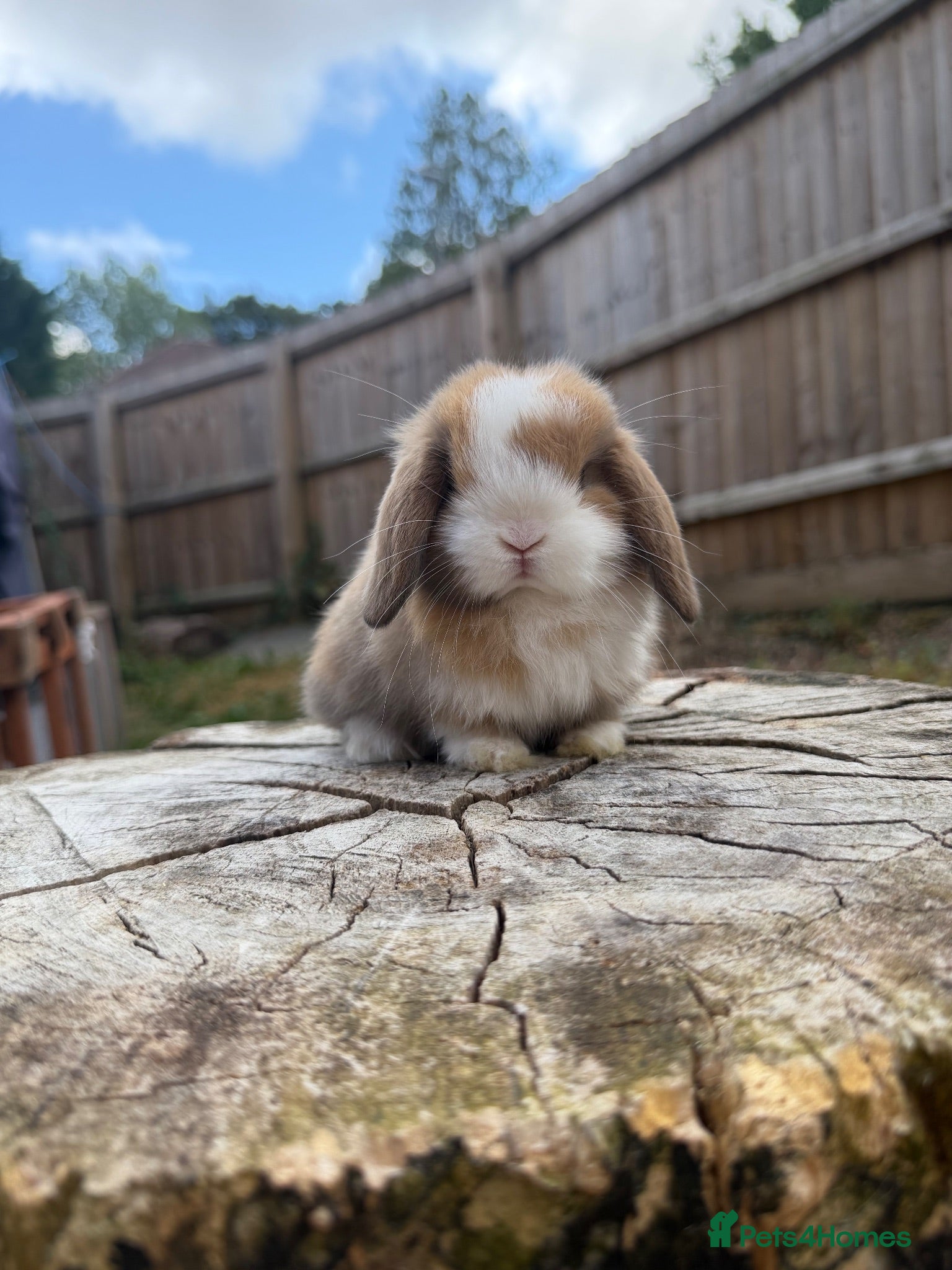 Mini Lop rabbits Mini lop babies  - Advert 6