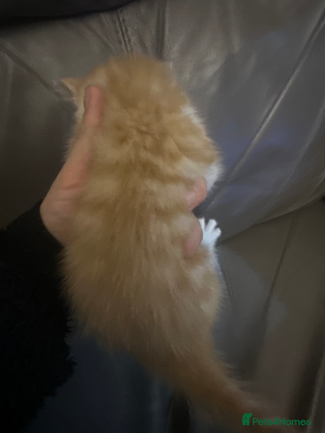 Mixed Breed cats for sale: Four Lovely mixed breed Kittens  - Advert 10