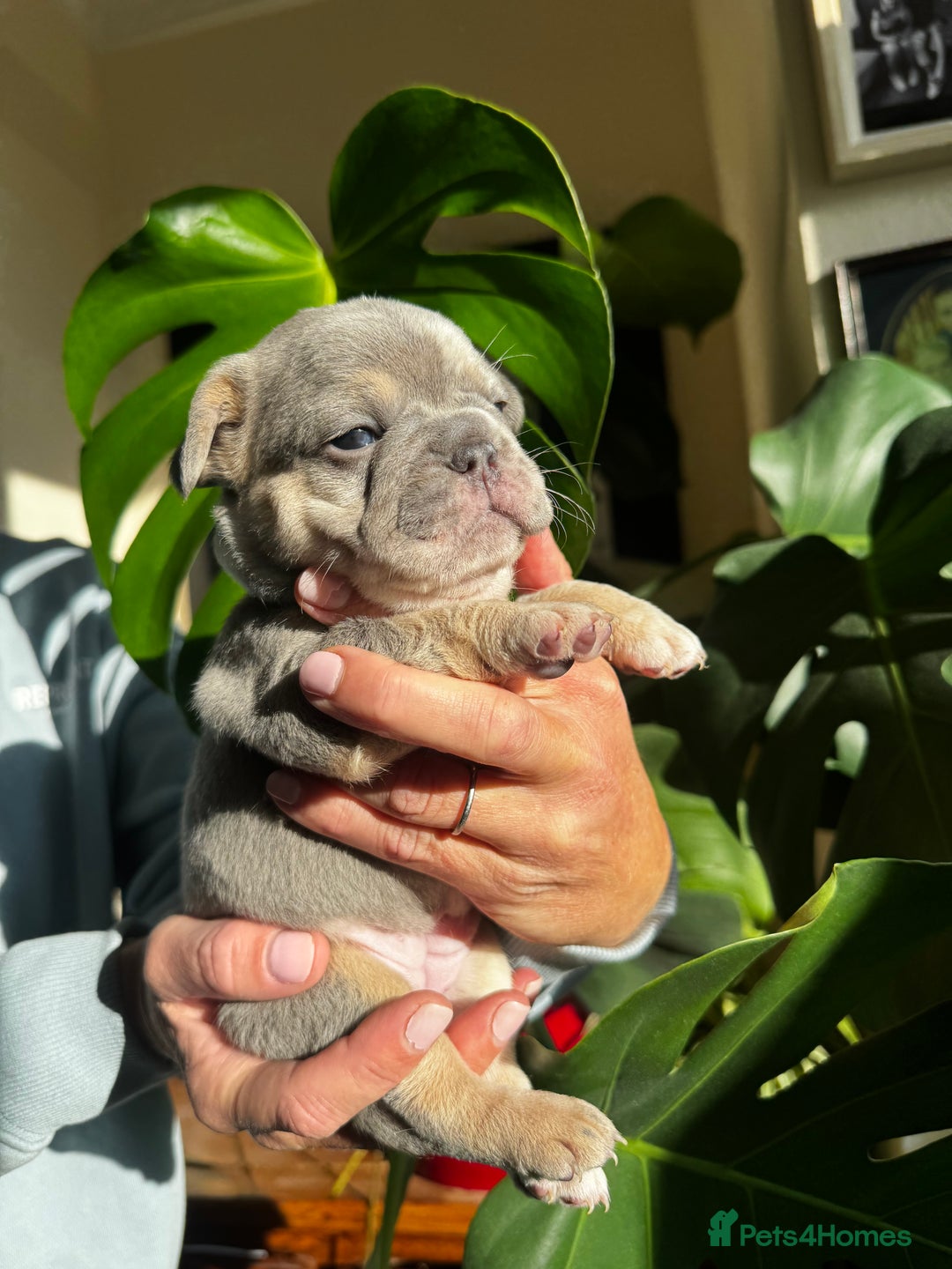French Bulldog dogs for sale: Accepting Reservations 4 Girls,2 Boys Available  - Image 7