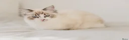 Ragdoll cats for sale: Ragdoll princess looking for her forever home - Advert 16