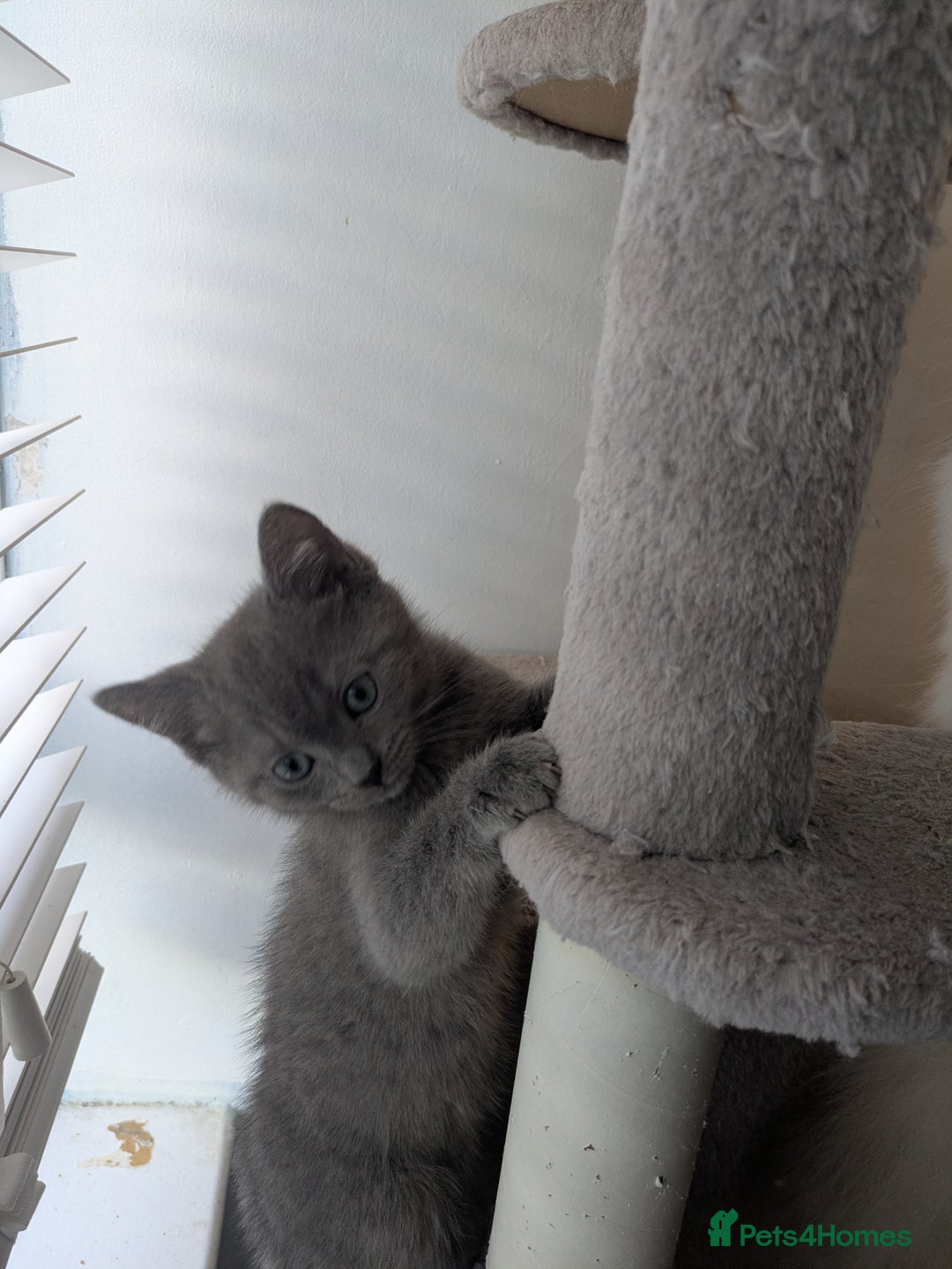 Mixed Breed cats for sale:  Beautiful British Shorthair Cross Ragdoll kittens - Advert 11