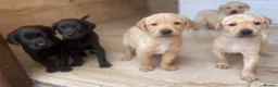 Labrador Retriever dogs for sale: Health Tested Working Labrador Puppies - Advert 5