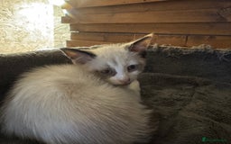Cornish Rex cats for sale: Beautiful girls  - Image 4