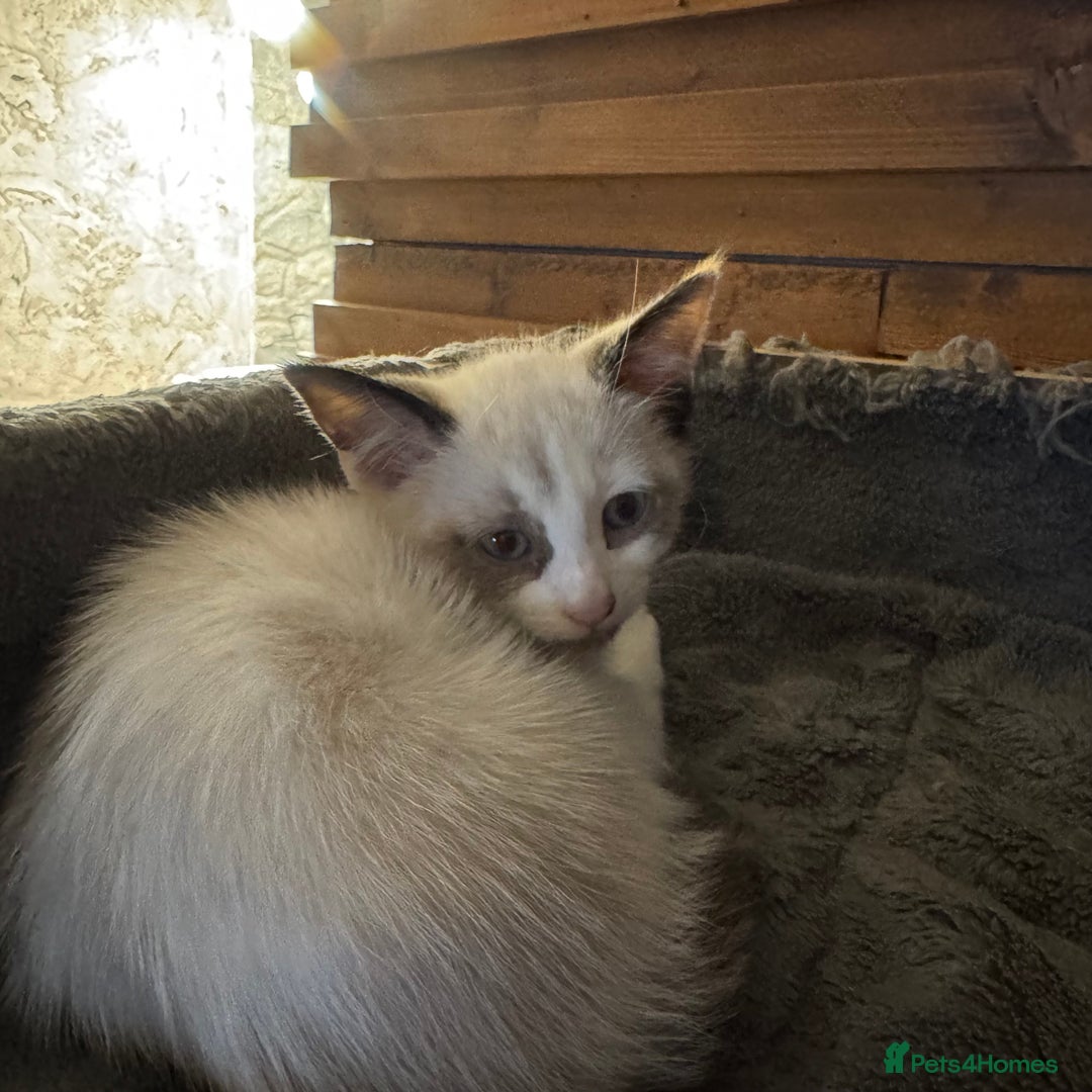 Cornish Rex cats for sale: Beautiful girls  - Image 4
