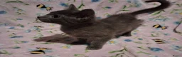Mixed Breed cats for sale: Beautiful Kittens for sale in Mansfield - Advert 3