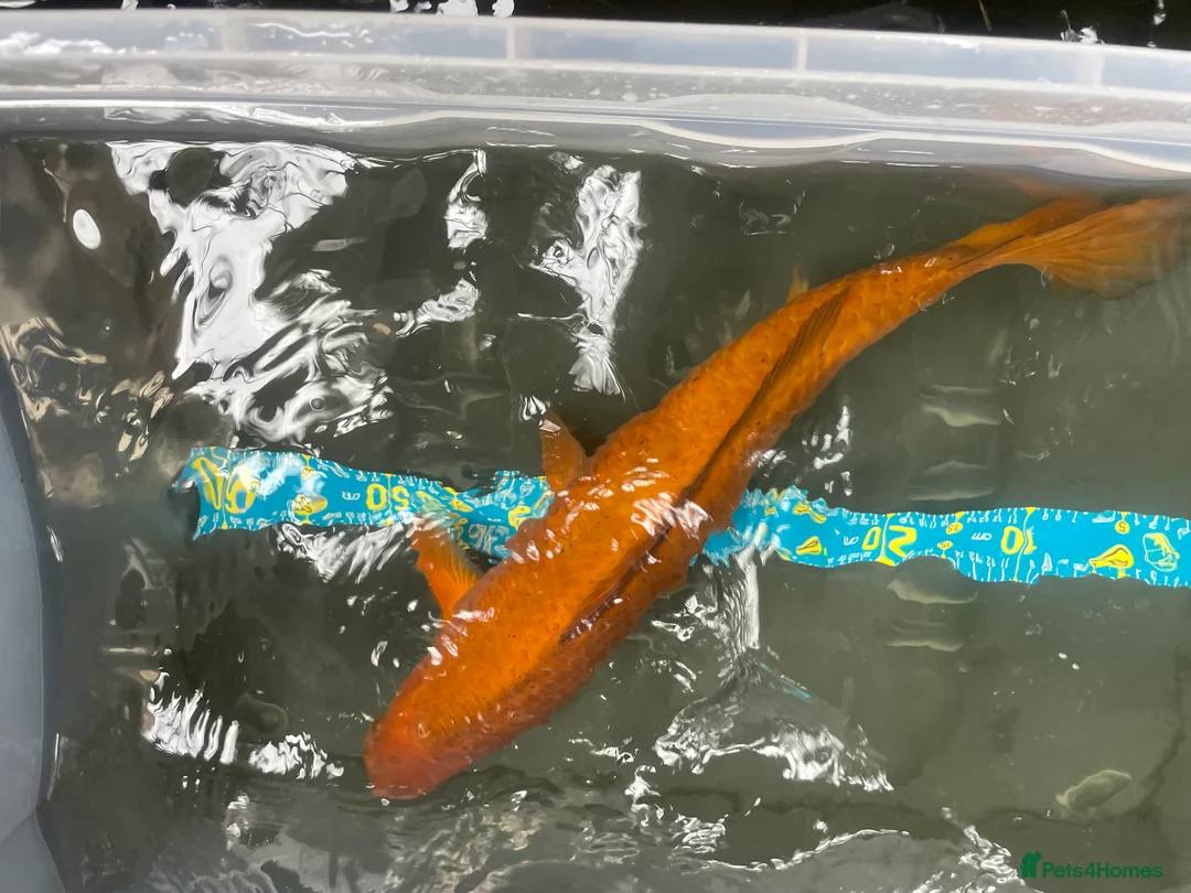 Koi Carp fish for sale: Shusui £90. Chagoi £80 Ghost £50 - Advert 10