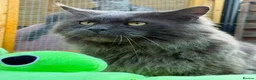 Maine Coon cats for sale: Stunning red male Tica registered  - Advert 4