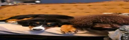 Bernese Mountain Dog dogs for sale: Re-homing female bernese mountain puppy - Advert 11