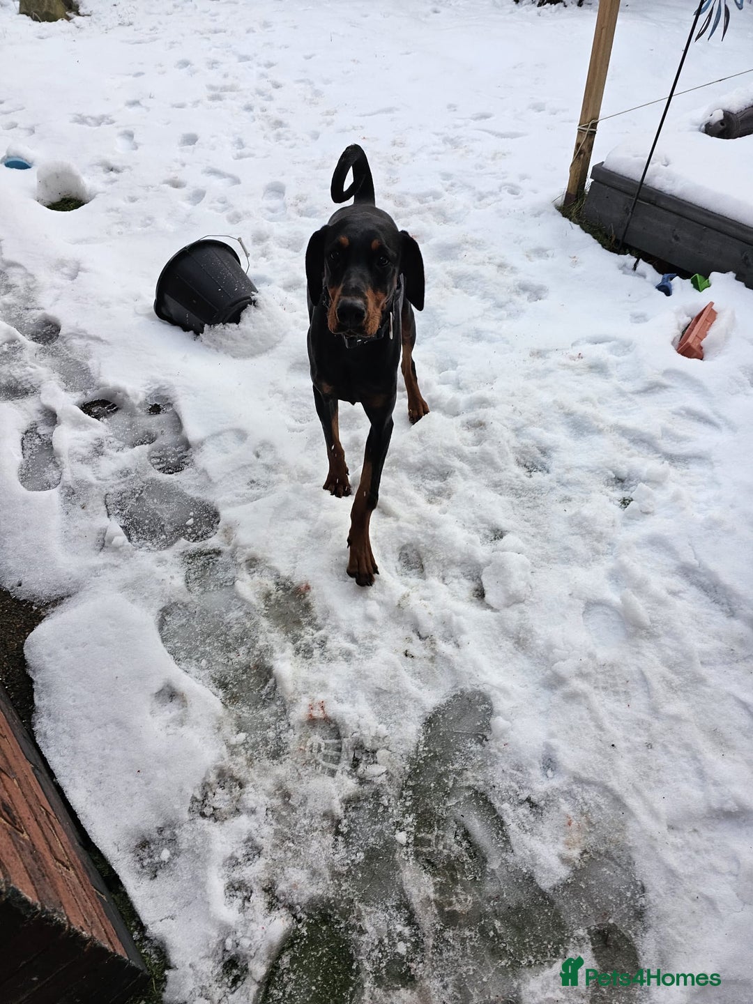 Dobermann dogs for sale: Female doberman  - Advert 2