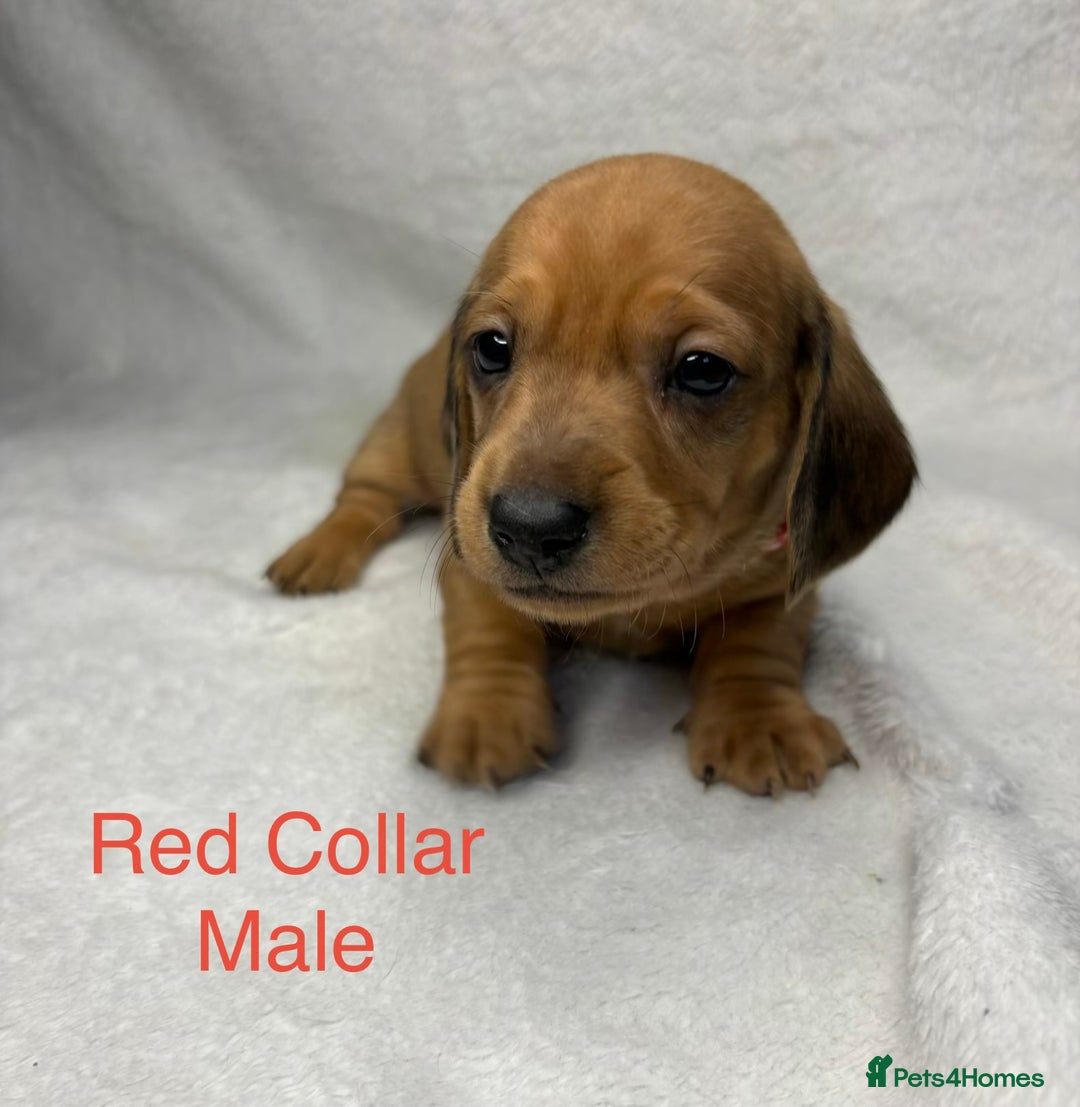 Miniature Dachshund dogs for sale: Miniature Dachshund Puppies💕 - Advert 18