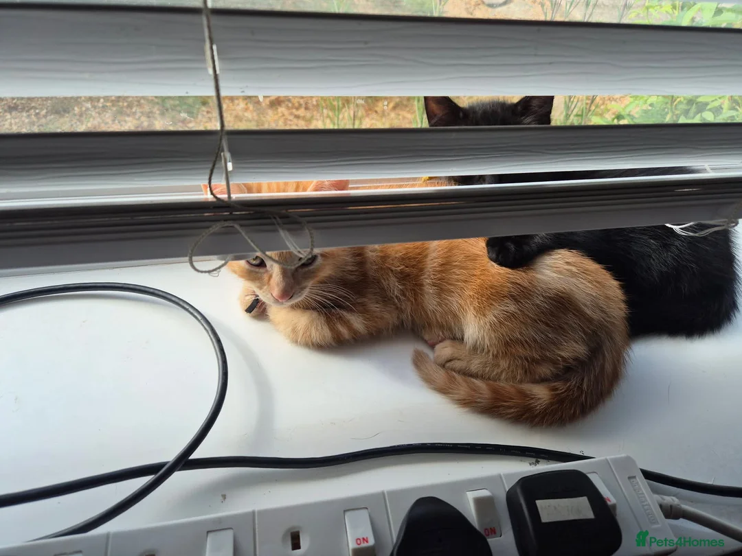 Domestic Shorthair cats for sale: Gorgeous black kittens  in Hayling Island - Advert 2