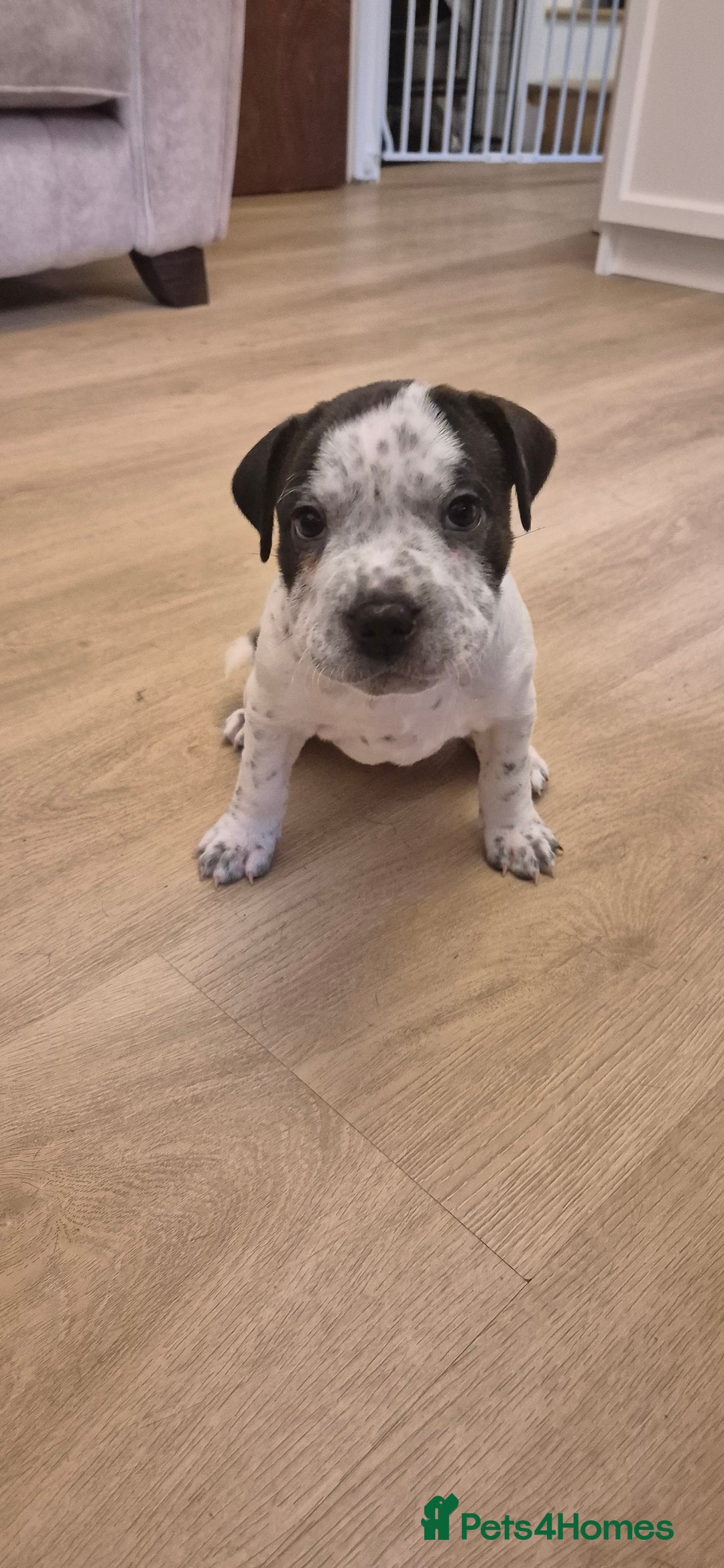 Staffordshire Bull Terrier dogs for sale: 4 PUPPIES STILL AVAILABLE - Image 7