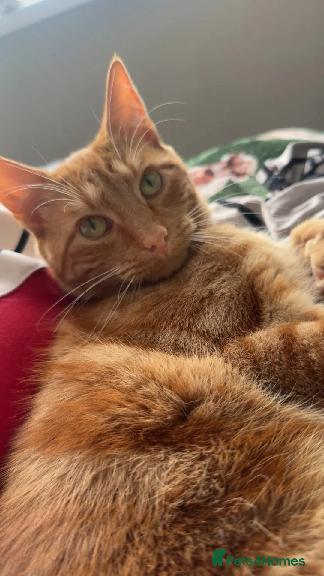 Mixed Breed cats for sale: Ginger male, black white and ginger female - Advert 8