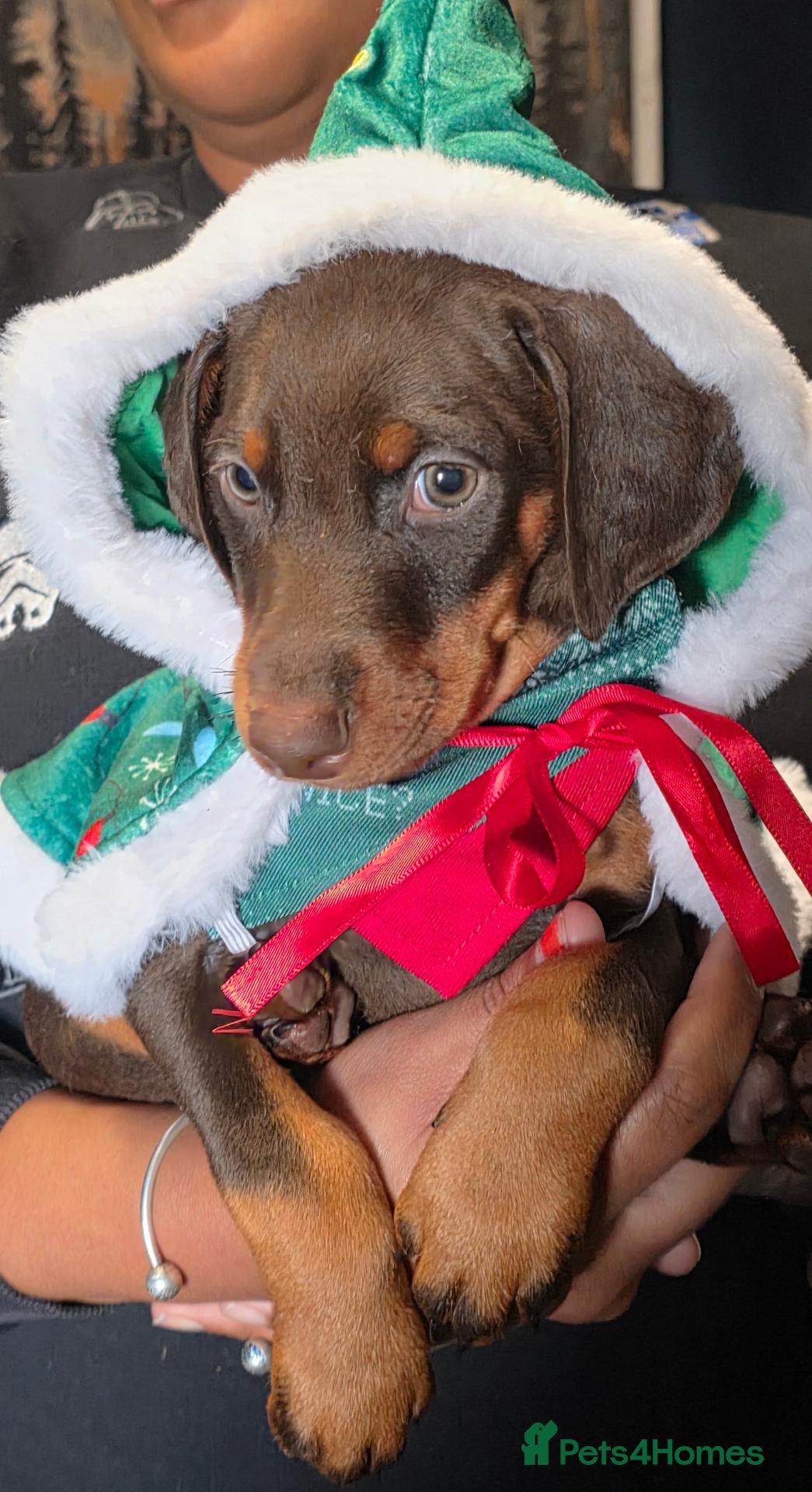 Dobermann dogs Doberman puppies - Advert 1