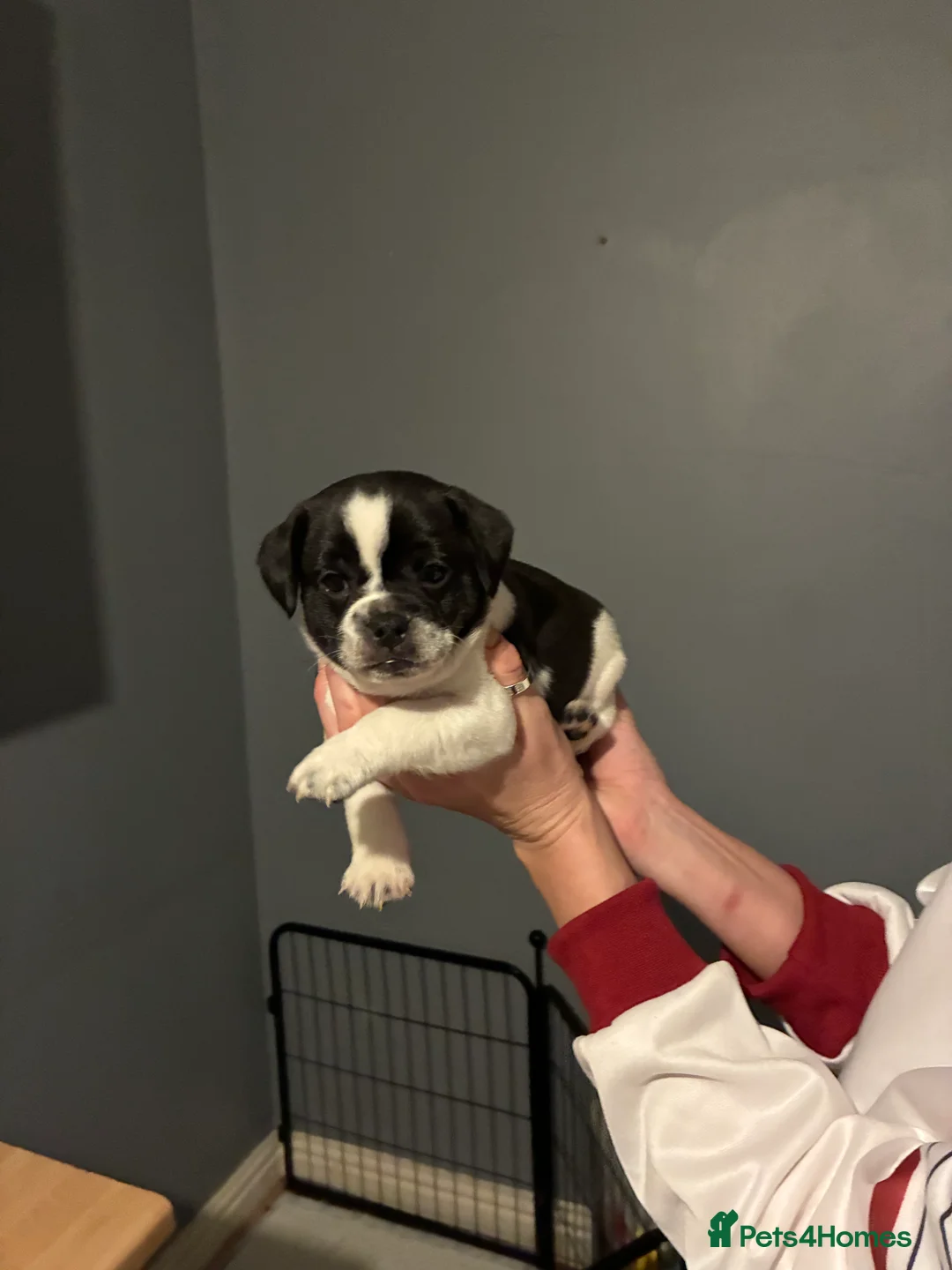 Jug dogs for sale: Jug pups  - Advert 1