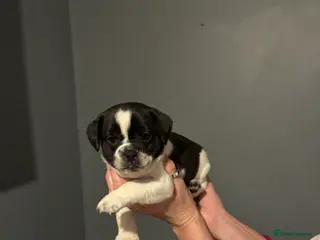 Jug dogs Jug pups - Advert 2