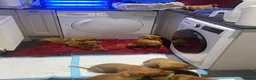 Labrador Retriever dogs for sale: Fox red Labrador puppies in Torpoint - Advert 4